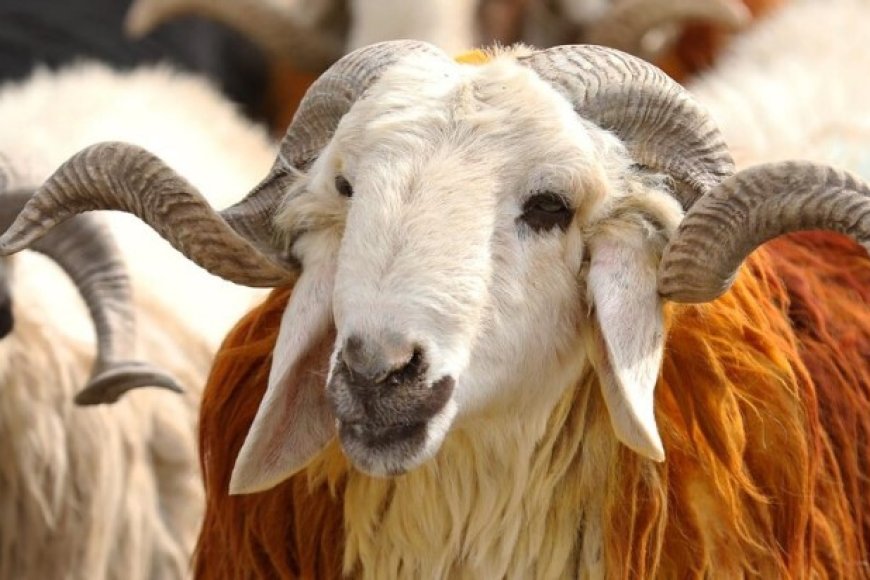 Kurban Bayramı Nedir, Anlamı ve Önemi