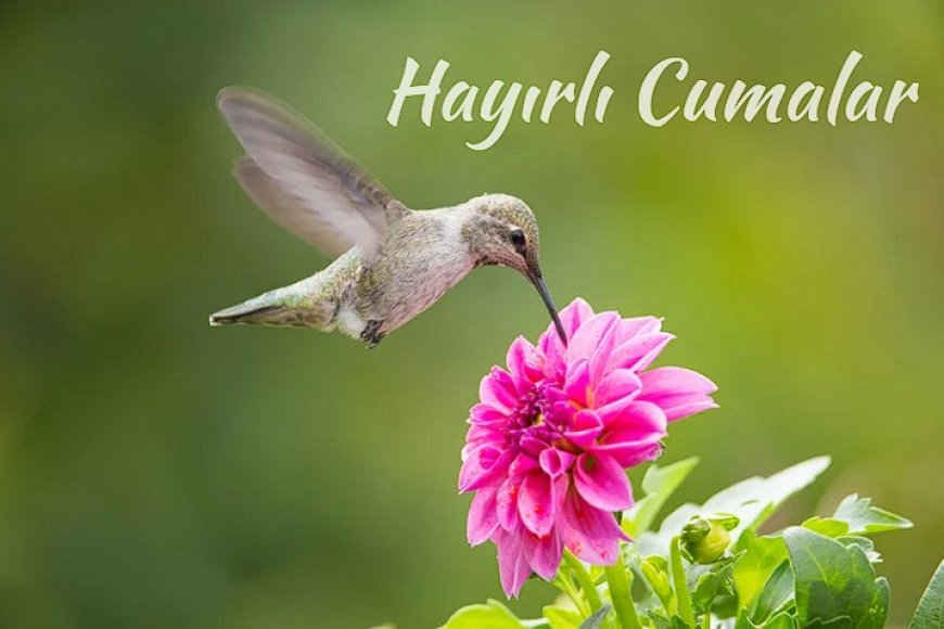 Mübarek Cuma Günü İçin İçten Mesajlar